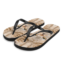 S Scottish Fold Cat "Hazel" Flip-Flops by Design Express